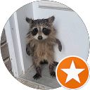 Raccoon profile picture